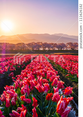Asahi Funakawa (spring/dawn) 111626182