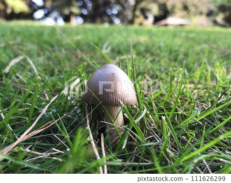 公園蘑菇 公園蘑菇 111626299