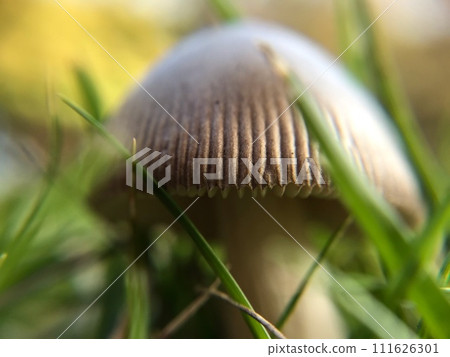 公園裡的蘑菇，特寫 111626301