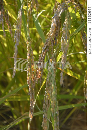 Golden rice (Sado Island/Niigata Prefecture) Golden rice (Sado Island/Niigata Prefecture) 111626454