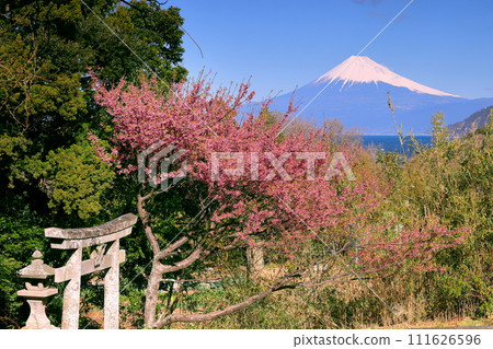 靜岡縣伊豆市大下田:早開的土肥櫻花在下村三島神社鳥居前盛開,世界文化遺產富士山白雪皚皚 靜岡縣伊豆市大下田:早開的土肥櫻花在下村三島神社鳥居前盛開,世界文化遺產富士山白雪皚皚 111626596