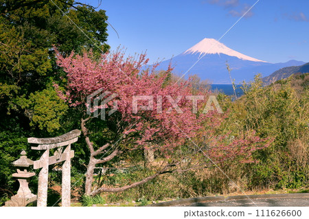 靜岡縣伊豆市大下田:早開的土肥櫻花在下村三島神社鳥居前盛開,世界文化遺產富士山白雪皚皚 靜岡縣伊豆市大下田:早開的土肥櫻花在下村三島神社鳥居前盛開,世界文化遺產富士山白雪皚皚 111626600