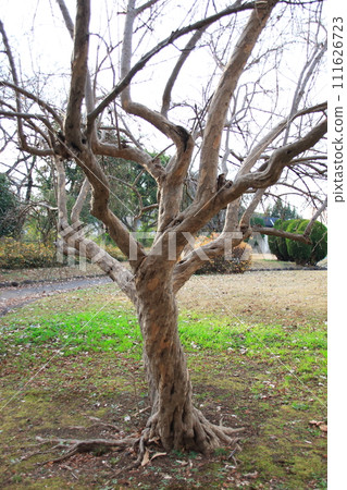 landscape with undulating trees 111626723