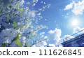 AI image generation cherry blossoms and blue sky 111626845