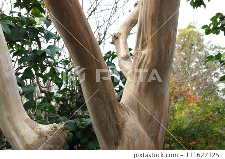 Landslide tree Landslide tree 111627125