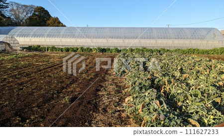 Field Field 111627233