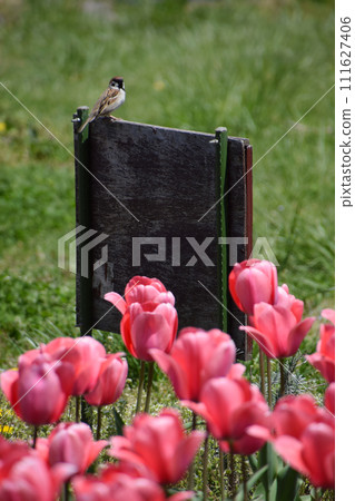 鬱金香和小鳥-麻雀和紅色鬱金香花 鬱金香和小鳥-麻雀和紅色鬱金香花 111627406