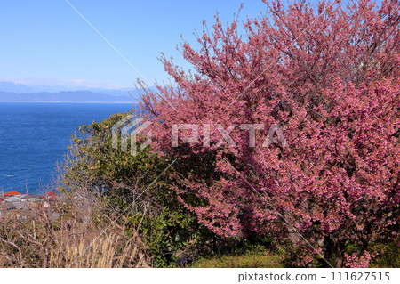 Yagisawa, Izu City, Shizuoka Prefecture, Nishi-Izu Trail Maruyama Course Satoyama Park's early blooming Toi cherry blossoms and the Southern Alps across Suruga Bay Yagisawa, Izu City, Shizuoka Prefecture, Nishi-Izu Trail Maruyama Course Satoyama Park's early blooming Toi cherry blossoms and the Southern Alps across Suruga Bay 111627515