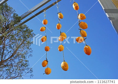 Making dried persimmons 111627741