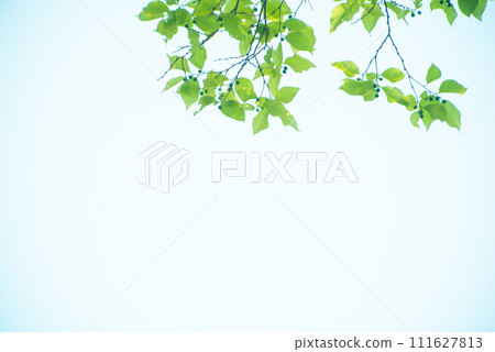 清新的春芽新綠 111627813