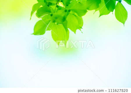 清新的春芽新綠 111627820