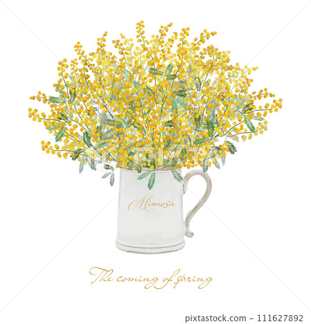 Mimosa in full bloom in a pitcher, the arrival of spring Mimosa in full bloom in a pitcher, the arrival of spring 111627892