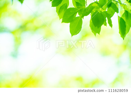 清新的春芽新綠 111628059