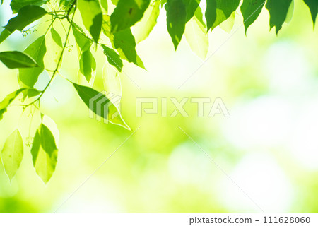 清新的春芽新綠 111628060