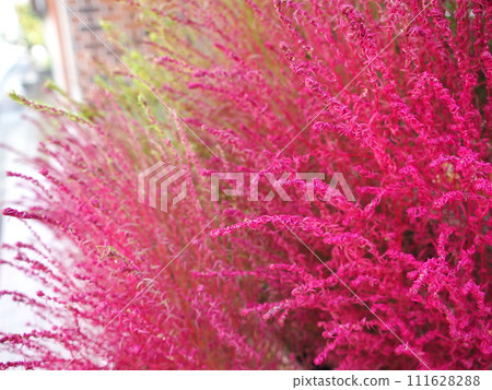 地膚花的特寫 地膚花的特寫 111628288