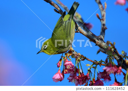 靜岡縣伊豆市土肥區 111628452