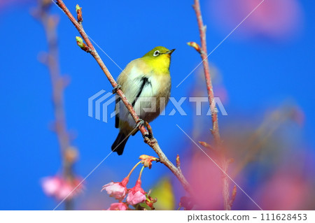 靜岡縣伊豆市土肥區 111628453