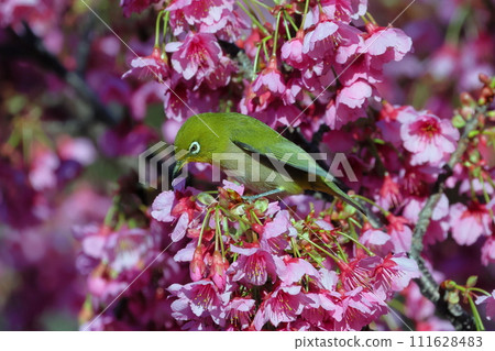 Toi district, Izu city, Shizuoka prefecture Toi district, Izu city, Shizuoka prefecture 111628483