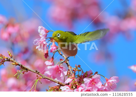 靜岡縣伊豆市土肥區粉紅色早開的土肥櫻花上展開翅膀的白眼 111628555