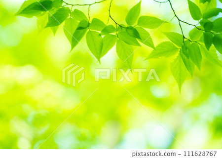 Refreshing spring sprouts Fresh green 111628767