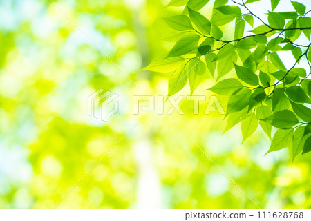 Refreshing spring sprouts Fresh green 111628768