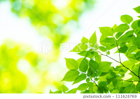 清新的春芽新綠 111628769