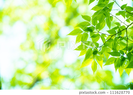 清新的春芽新綠 111628770