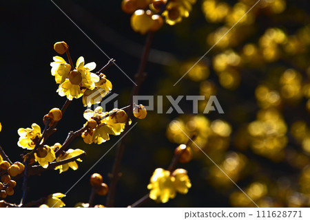 春天花蠟李子 111628771