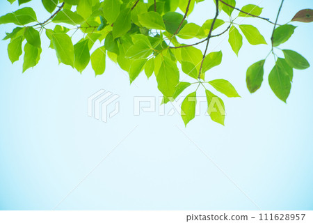 Refreshing spring sprouts Fresh green Refreshing spring sprouts Fresh green 111628957