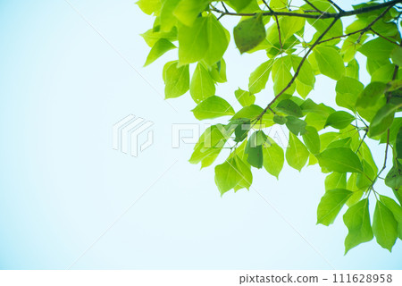 清新的春芽新綠 111628958