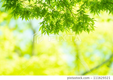 清新的春芽新綠 清新的春芽新綠 111629321