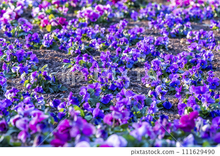 紫色三色堇花園 111629490