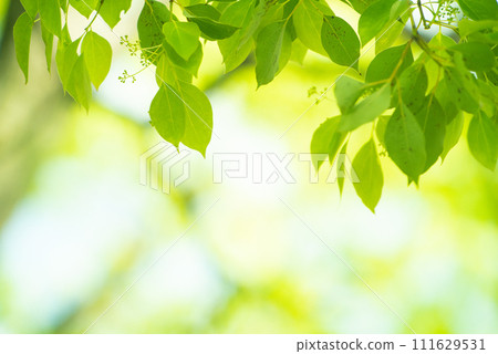 Refreshing spring sprouts Fresh green Refreshing spring sprouts Fresh green 111629531
