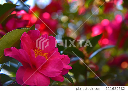 Flowers of Satake flowers Flowers of Satake flowers 111629582