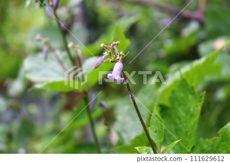 日本鐵線蓮 Clematis stans - Clematis stans 日本鐵線蓮 Clematis stans - Clematis stans 111629612