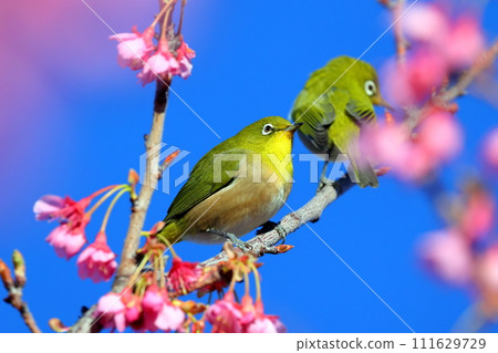 在靜岡縣伊豆市土肥區，兩隻白眼鷸棲息在粉紅色早開的土肥櫻花上 111629729