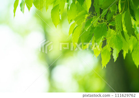 清新的春芽新綠 清新的春芽新綠 111629762