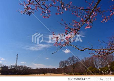 Blue sky and Kawazu cherry blossoms Blue sky and Kawazu cherry blossoms 111629887