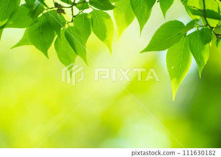 Refreshing spring sprouts Fresh green 111630182