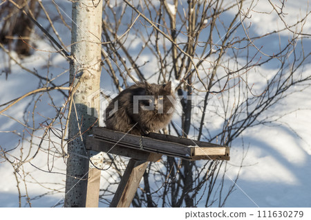 A cat sits on a bird feeder in the winter forest 111630279