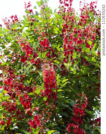 Vibrant American Deigo flowers Vibrant American Deigo flowers 111630282