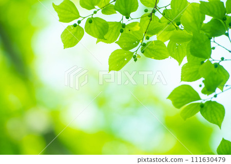 Refreshing spring sprouts Fresh green 111630479