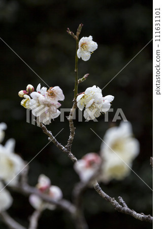 Plum blossoms starting to bloom, black background, Tottori Prefecture, Hokuen Park Plum blossoms starting to bloom, black background, Tottori Prefecture, Hokuen Park 111631101