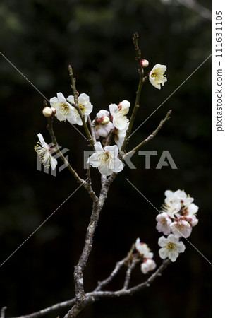 梅花開始綻放,黑色背景,鳥取縣,北園公園 梅花開始綻放,黑色背景,鳥取縣,北園公園 111631105
