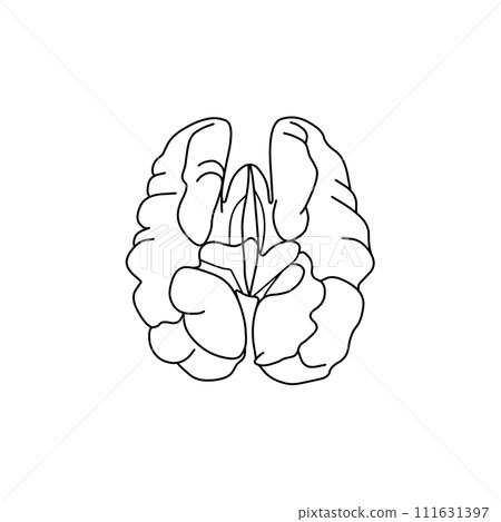 核桃線描 核桃線描 111631397