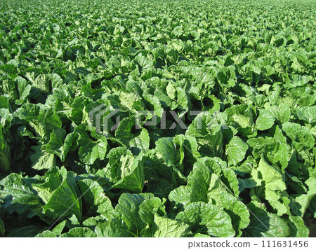 Chinese cabbage fields 111631456