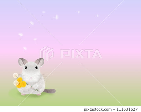 Chinchilla and dandelion C-3 Chinchilla and dandelion C-3 111631627
