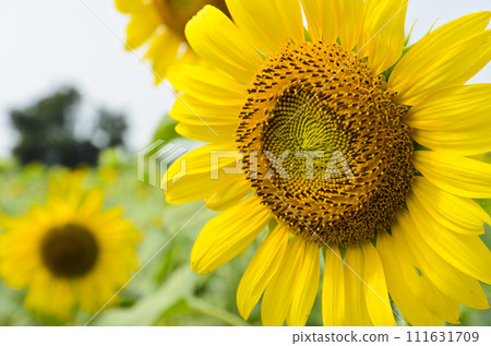 Close up of sunflower 111631709