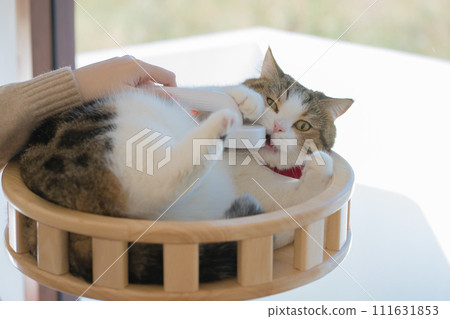 pet care concept with owner during brush and treatment hair to scottish cat in cat house 111631853