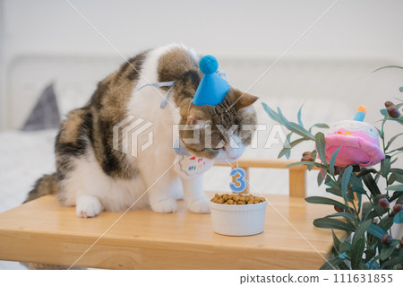 cat care concept with scottish tabby cat happy with eat food with birthday anniversary cat care concept with scottish tabby cat happy with eat food with birthday anniversary 111631855